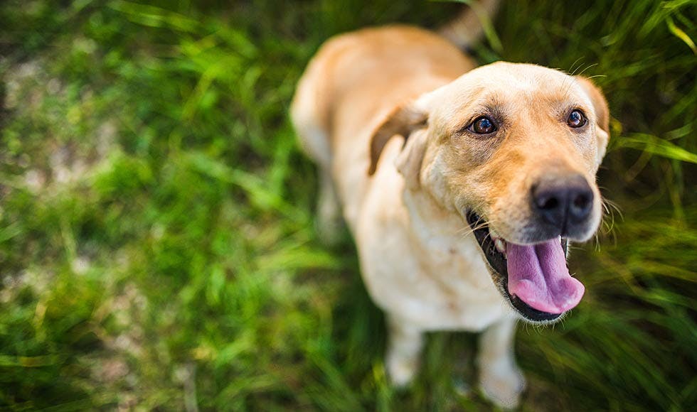 Labrador dog smiling - PAW by Blackmores
