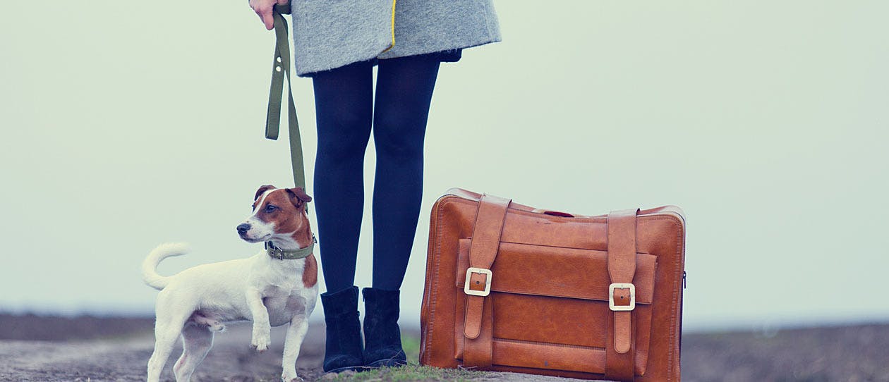 Tips for travelling with your pets - PAW by Blackmores