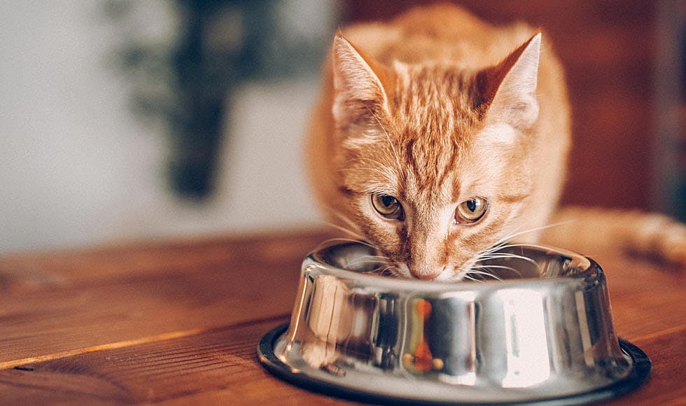Ginger cat eating from an aluminium bowl on a table