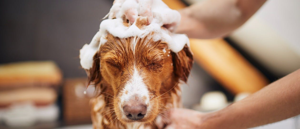Dog Bath - 1260x542