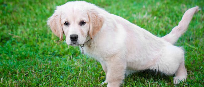 your-guide-to-puppy-toilet-training-thumb