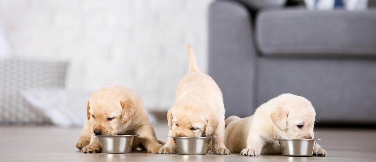 Puppy Nutrition - Page Detail