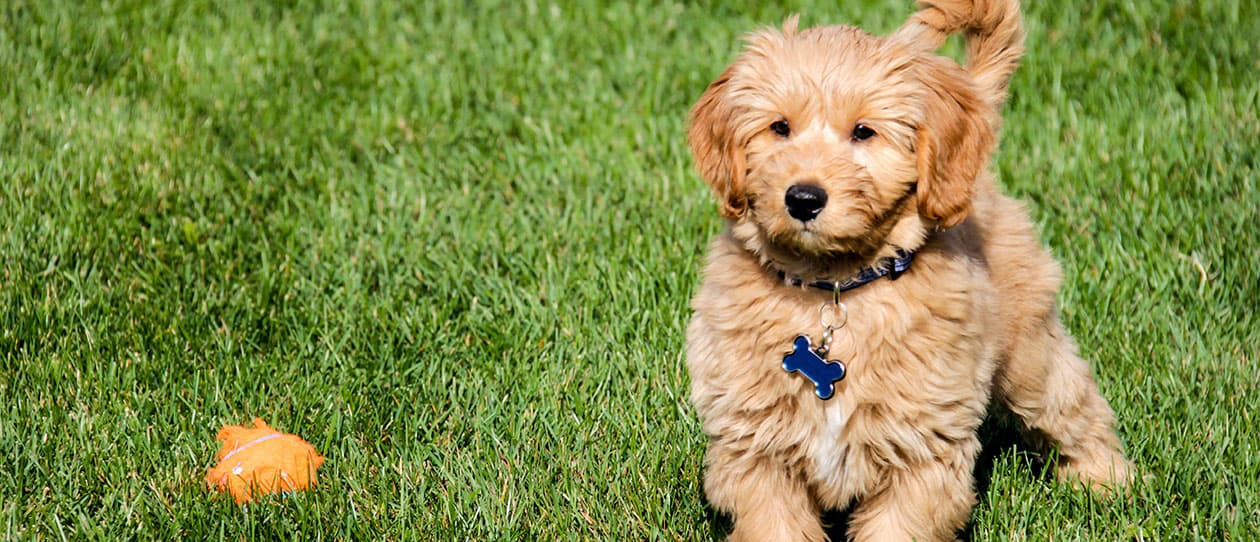 Dog breeds with hair instead deals of fur