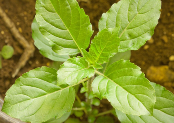 holy basil600x425