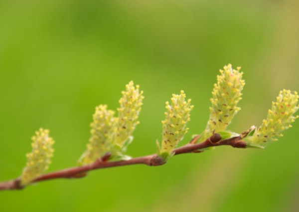 willowbark600x425