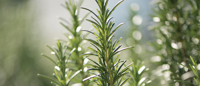 Supplier of the year awards thumb