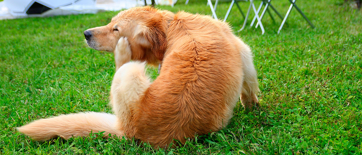 Does your dog have itchy skin? Blackmores
