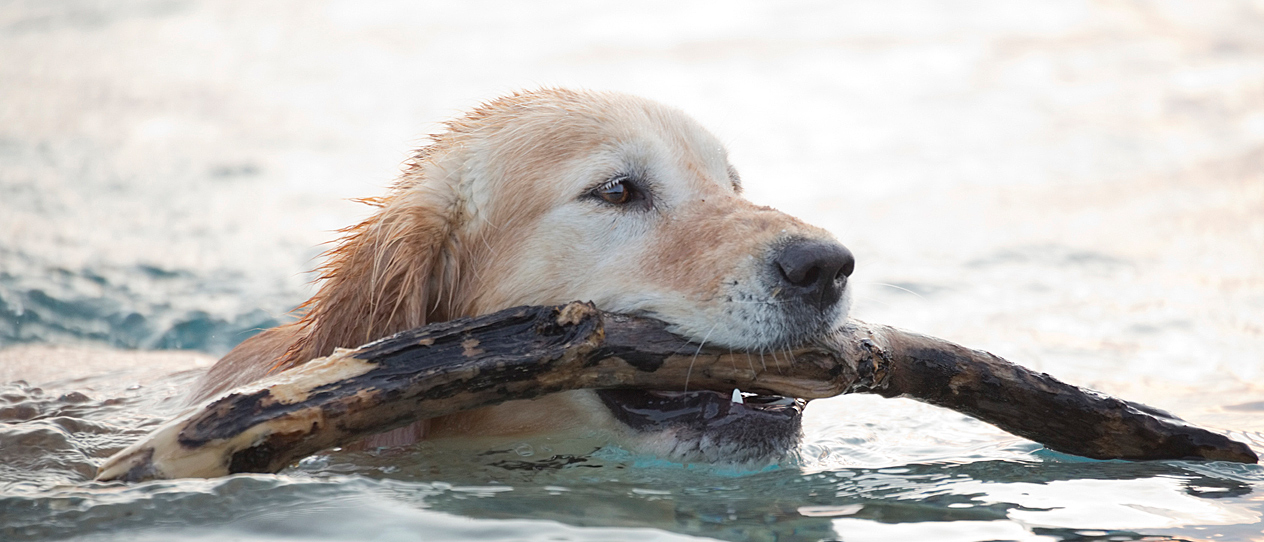 Exercise for dogs with arthritis Blackmores