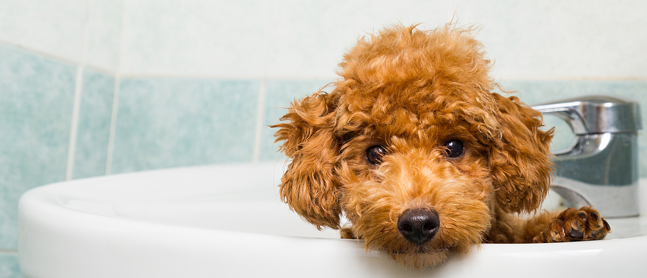 what to wash a puppy with grooming is it important to wash your blackmores what to wash a puppy with grooming is it important to wash your blackmores