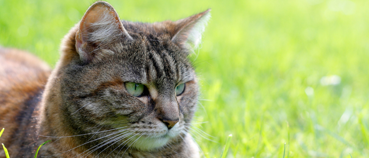 What is cat flu? - Blackmores