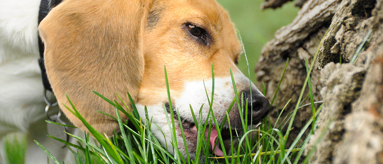 Risultati immagini per dog eat grass