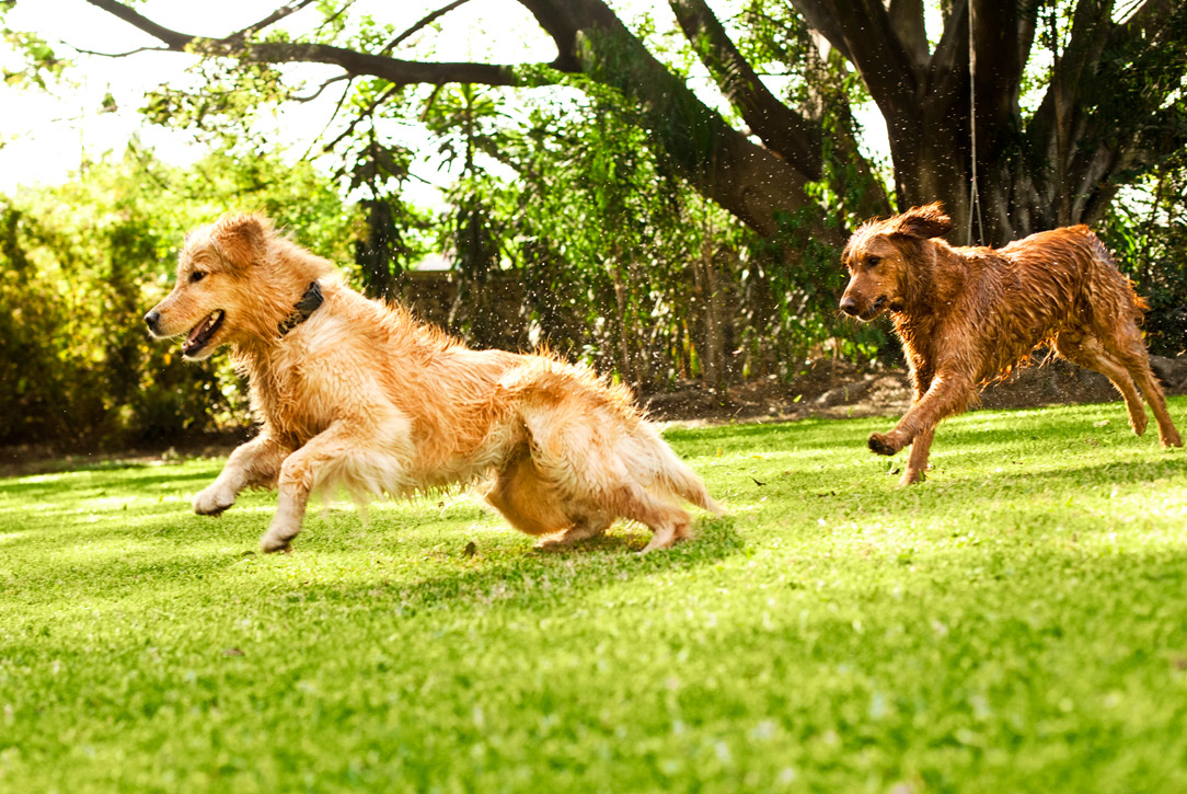 best dogs for running the 10 best breeds for running blackmores best dogs for running the 10 best breeds for running blackmores