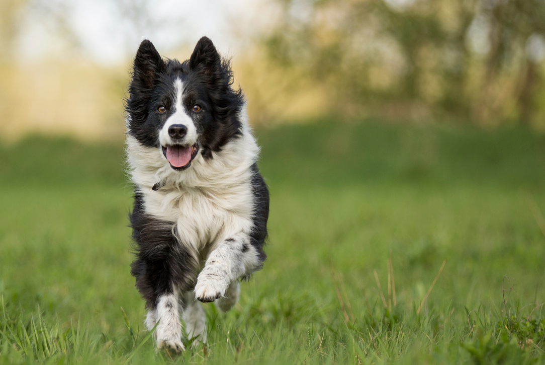 The 10 best dog breeds for running Blackmores