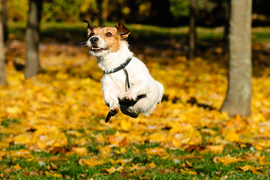 The 10 best dog breeds for running Blackmores
